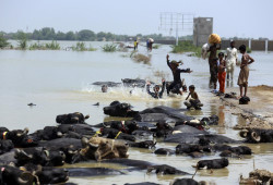 Warming, other factors worsened Pakistan floods, study finds